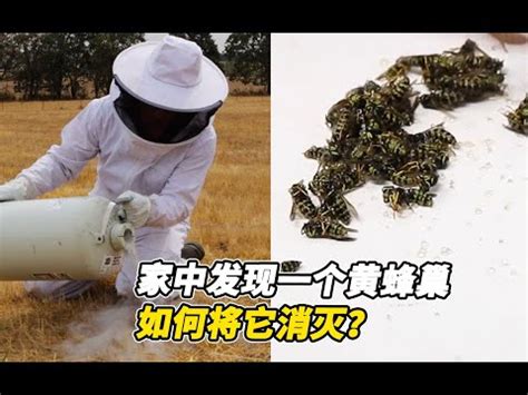 黃蜂築巢風水|2024蜂巢處理最新指南